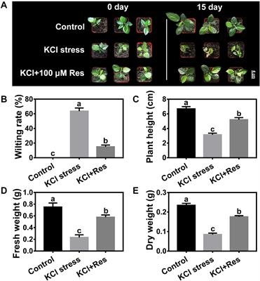 Resveratrol Alleviates the KCl Salinity Stress of Malus hupehensis Rhed